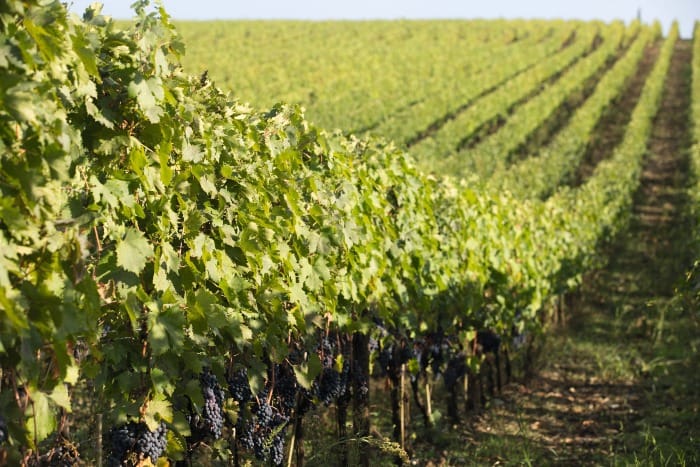 Tenuta Luce Releases 2023 Sangiovese-Merlot Blend