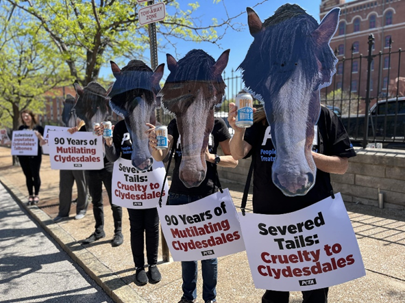 A-B Yields to PETA, Will Stop Cutting Clydesdale Tails