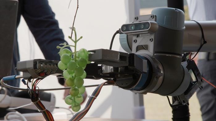 British University Develops Handheld, AI-Powered Grape Ripeness Detector post image